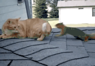 귀찮은 고양이.gif | 인스티즈