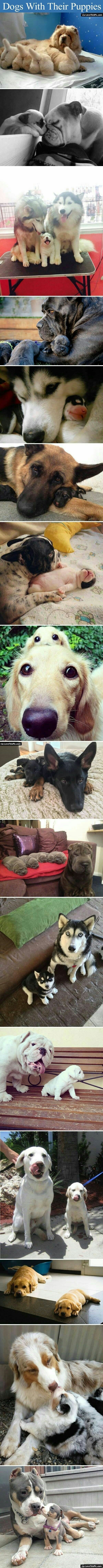 새끼강아지와 함께 있는 부모개들 | 인스티즈