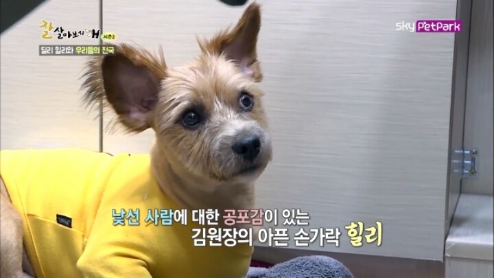 사람에 대한 트라우마가 있는 강아지 딜리 | 인스티즈