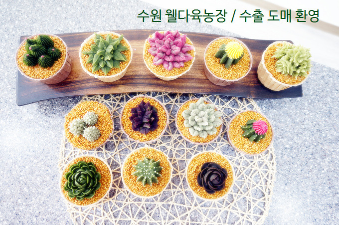 여기다육 이미지