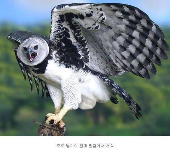 세상에서 가장 잘생겼다는 새.jpg | 인스티즈