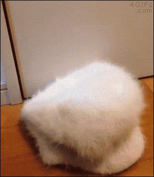 짱덕터지는 동물들.gif | 인스티즈