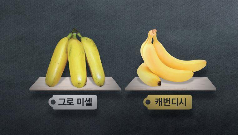 옛날에 먹던 바나나가 맛있었던 이유 (할머니,어머니세대) | 인스티즈