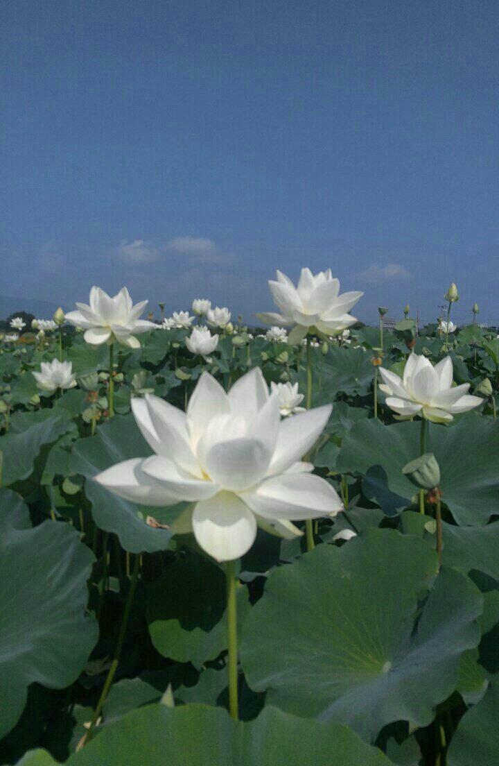 화포 이미지