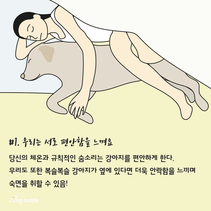 강아지와 침대에서 함께 자면 좋은이유 7가지 | 인스티즈