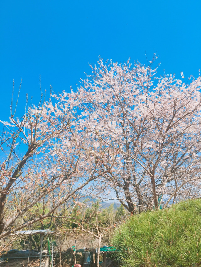 꿀벌사랑 이미지