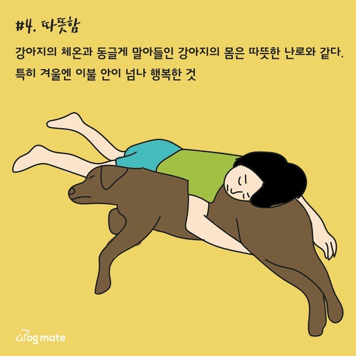 강아지와 침대에서 함께 자면 좋은이유 7가지 | 인스티즈