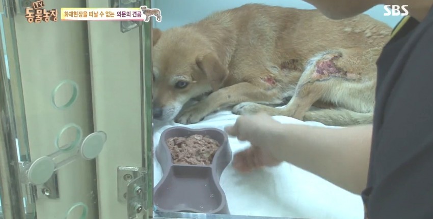 화재로 무너진 집에서 주인을 기다리는 멍멍이.jpg | 인스티즈