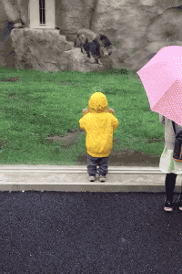 맹수에게 등을 보이면 안되는 이유.gif | 인스티즈