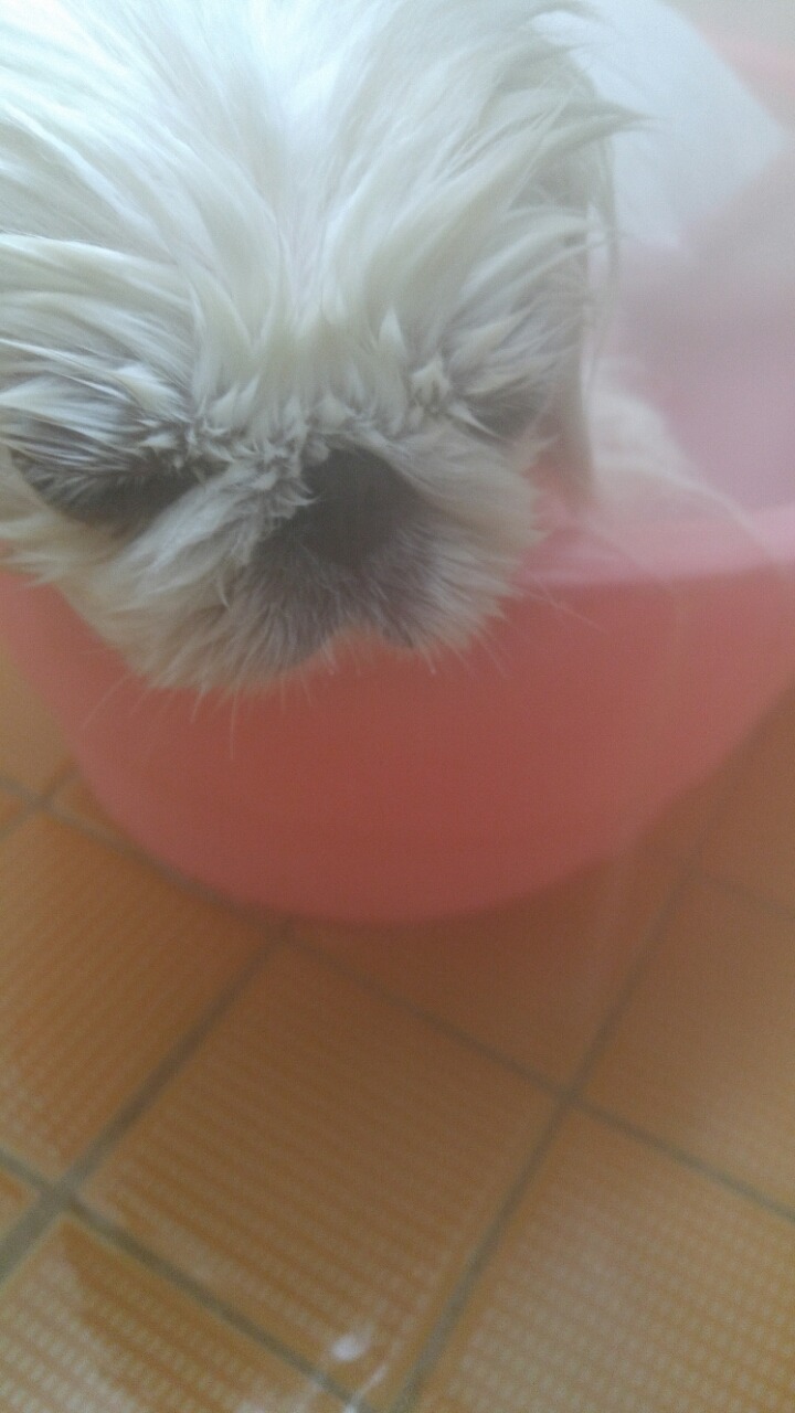 보리왓 이미지