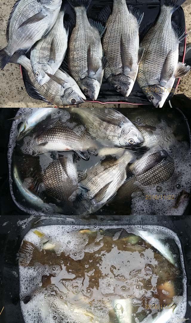순천대물낚시 이미지