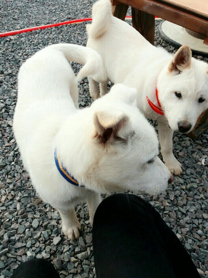 창녕 매실이 이야기를 아시나요?개소주가 되어서 돌아온 우리 매실이를 기억해주세요. 동물보호법강화를 위해 관심가져주세요 | 인스티즈