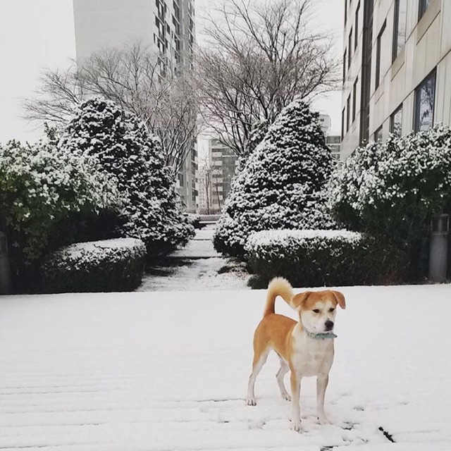 남양주에서 펫시터가 미국인 견주의 개 잃어버림... | 인스티즈