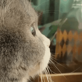 고양이 옆모습.gif | 인스티즈