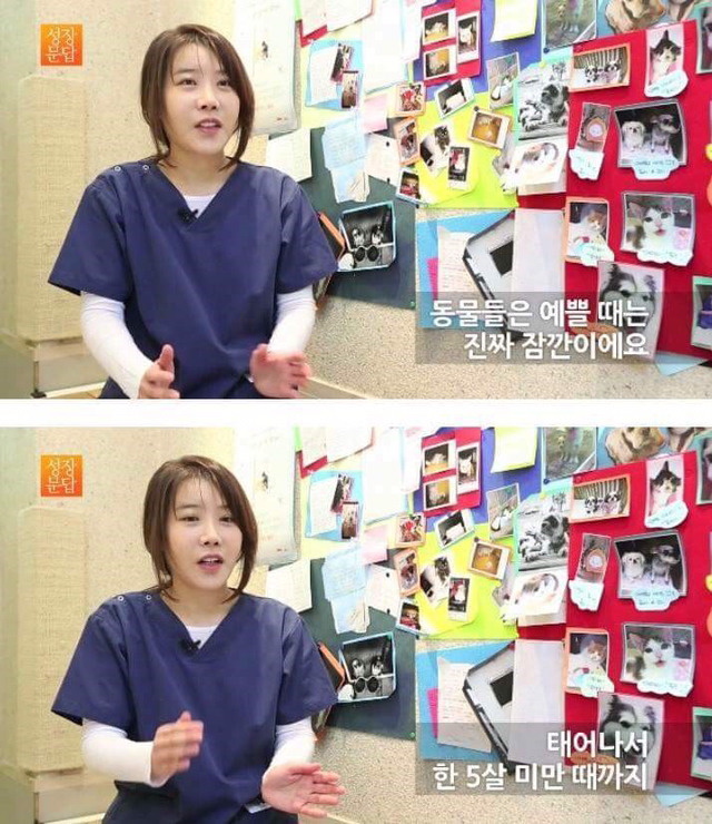 동물을 좋아하는 사람이 동물을 버린단 말이에요 | 인스티즈