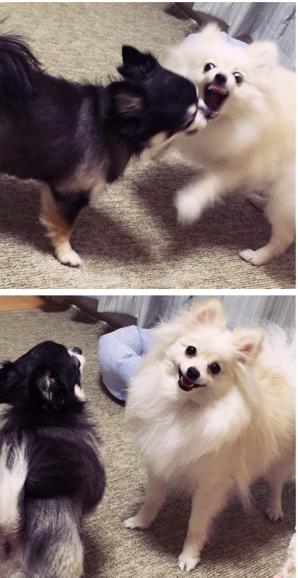 카메라 의식 심한 강아지 | 인스티즈