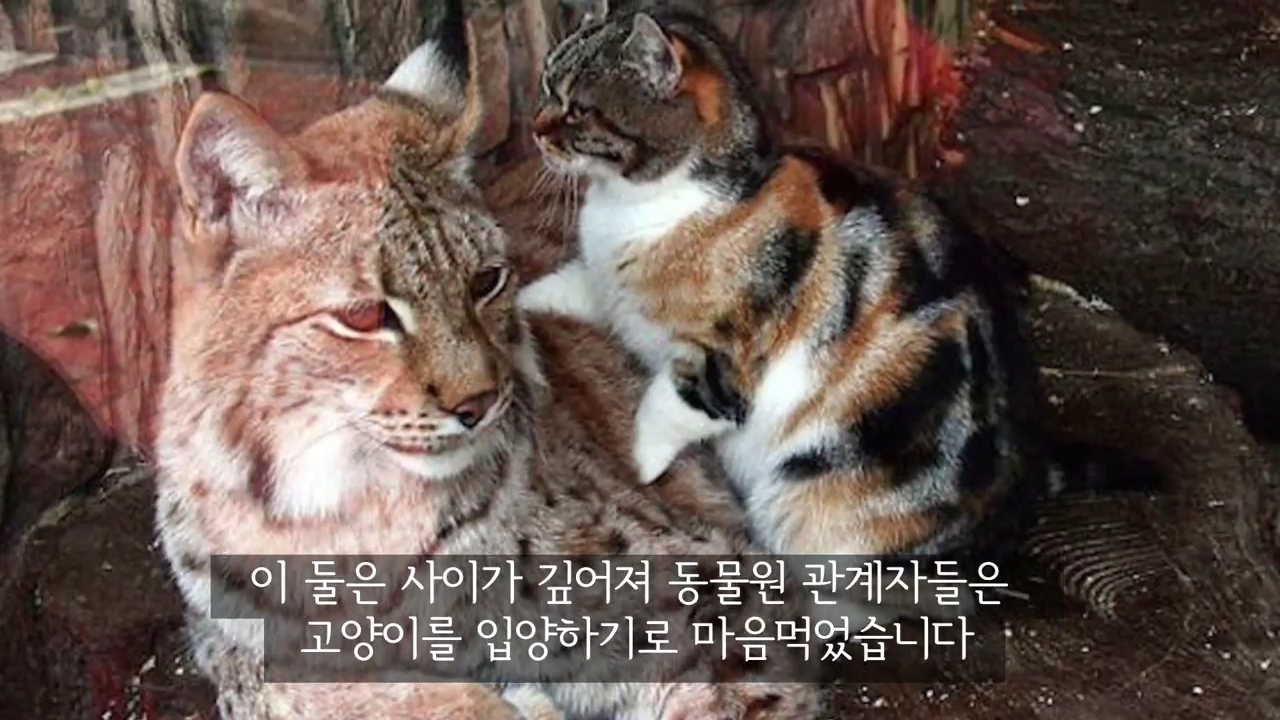 스라소니(고양이과 맹수)가 사는 동물원 우리에 빠진 길고양이.jpg | 인스티즈