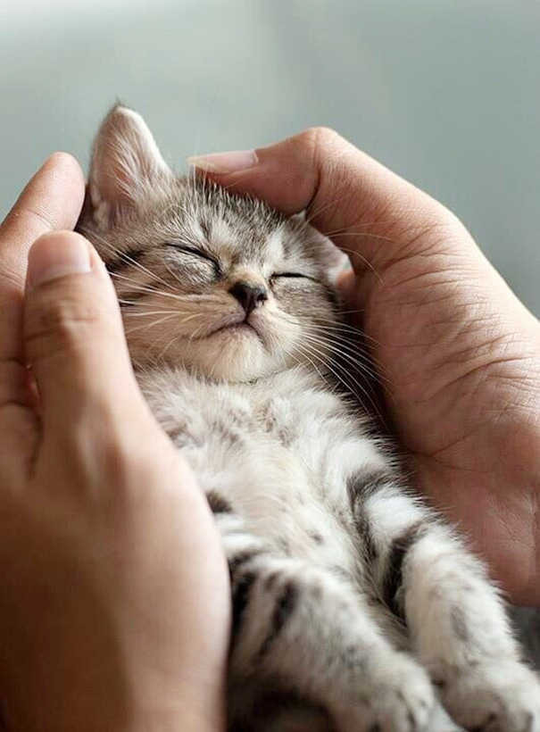 잠자는 고양이 | 인스티즈