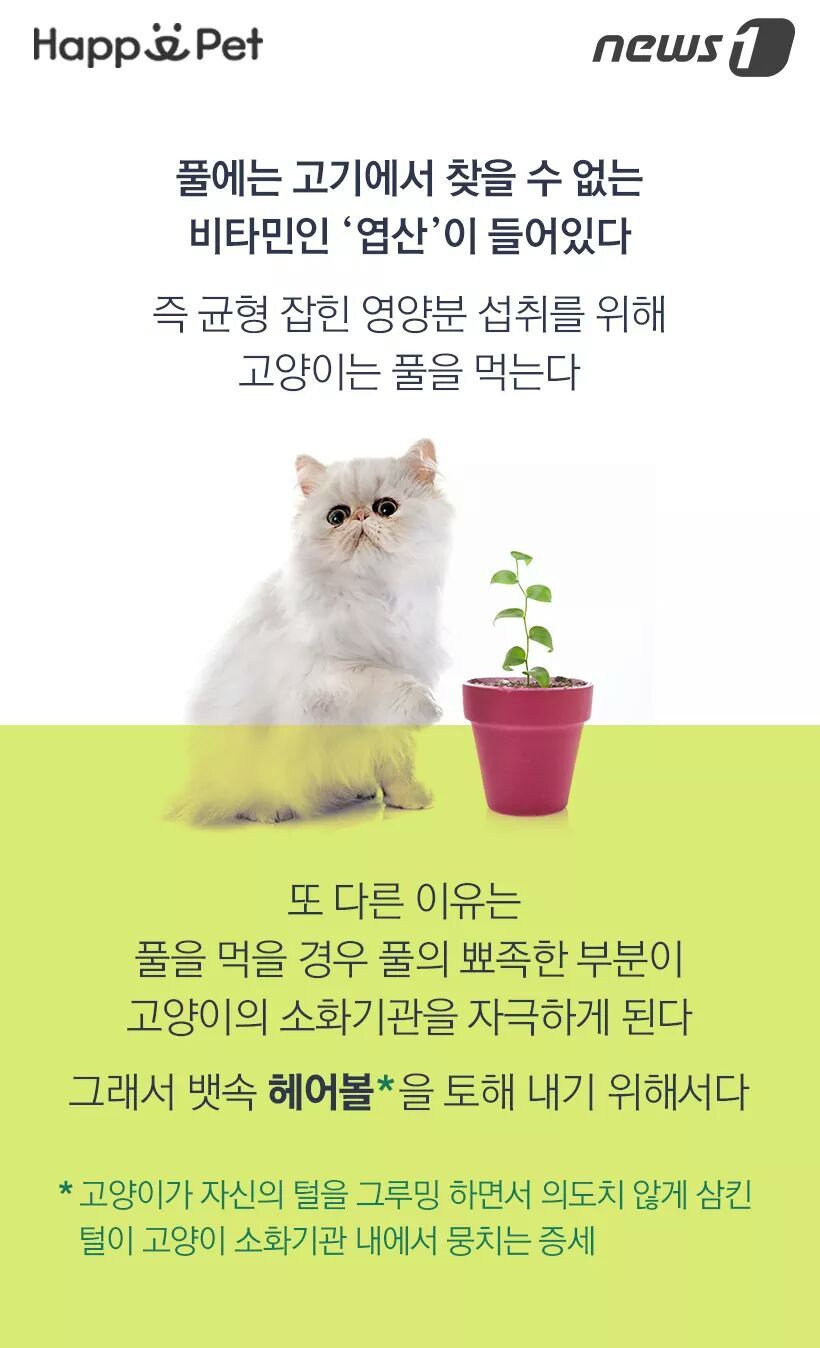 고양이가 풀을 먹는 이유 | 인스티즈