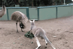 아 씨X! 깜짝이야!!!!!!!!!!!!!!!!!.gif | 인스티즈