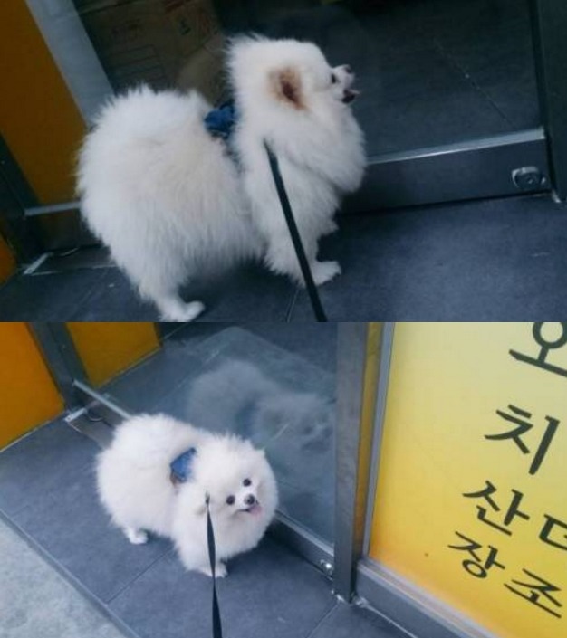 강아지가 외출만 하면 김밥 가게에 가는 이유.......jpg | 인스티즈