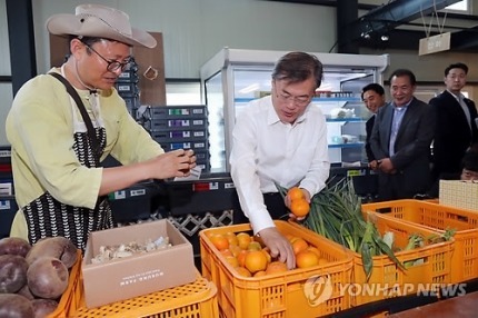 [문재인대통령] 대통령님과 함께 제주감귤 구분해보기.jpg | 인스티즈