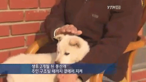 할아버지를 살린 2개월 아기풍산개 | 인스티즈