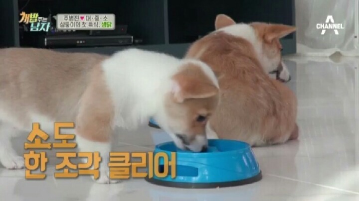 [개밥주는남자] 웰시코기 삼둥이 대중소 식탐고치기 (feat.갓형욱) | 인스티즈