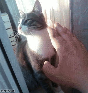 냥이파이브.gif | 인스티즈