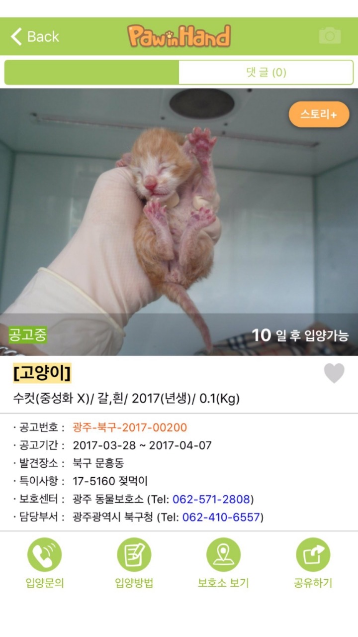 아기길냥이 구조를 함부로 하면 안되는 이유 | 인스티즈