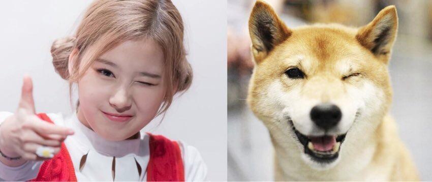시바견이 사나인지 사나가 시바견인지 | 인스티즈
