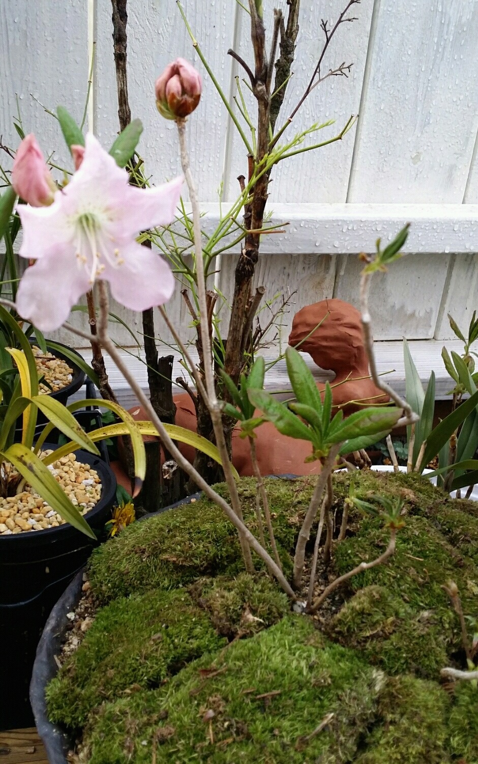 연진화분 이미지