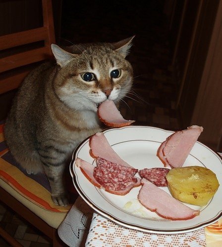 밥먹는 고양이.jpg | 인스티즈