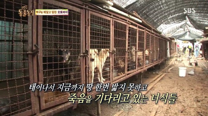 [TV동물농장] 동물농장에서 방송된 인천의 한 개 도축장의 현실.jpg | 인스티즈