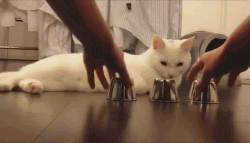 야바위 하는 냥이.gif | 인스티즈