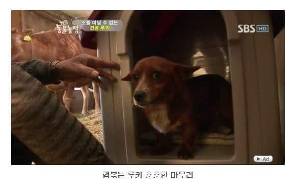 서럽게 우는 강아지 ㅠㅠ | 인스티즈