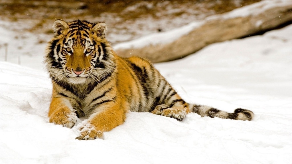 고해상도 컴퓨터 배경화면 376번째 게시물 BGM- Tales Weaver OST - Good evening narvik | 인스티즈