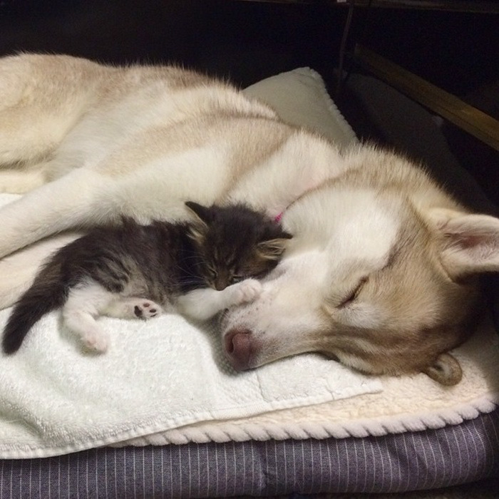 3마리의 허스키들과 친구가 된 냥이.jpg | 인스티즈