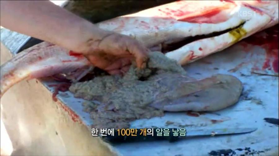 미국 전역을 장악한 아시아잉어의 역습.jpg | 인스티즈