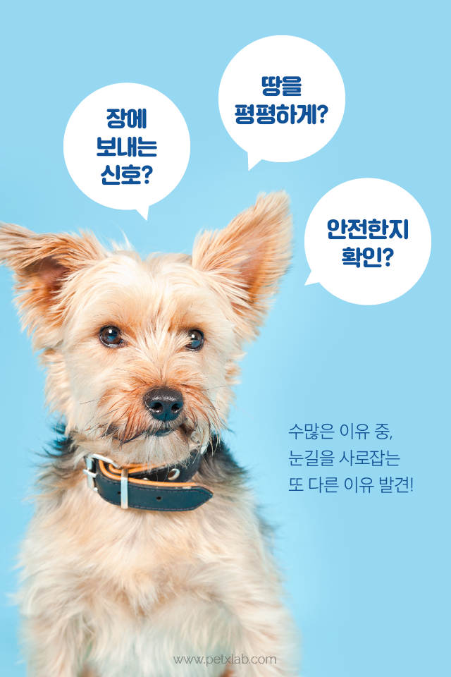 강아지가 똥 쌀 때 도는 이유!!!!!! | 인스티즈