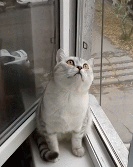 거들떠보지도 않겠다냥.gif | 인스티즈