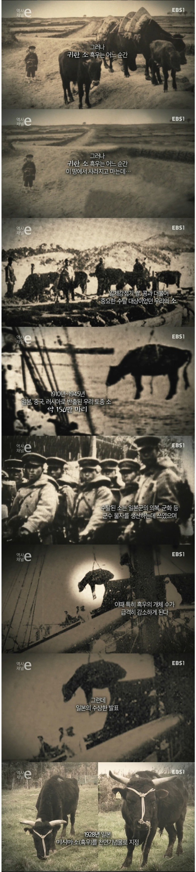 일본이 강탈해간 한국의 흑우.jpg | 인스티즈