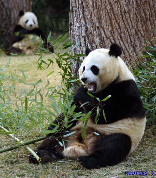 귀여운 팬더 | 인스티즈