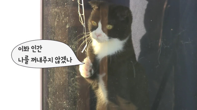 덴마크 정유라 숙소에 방치된 냥이들 | 인스티즈
