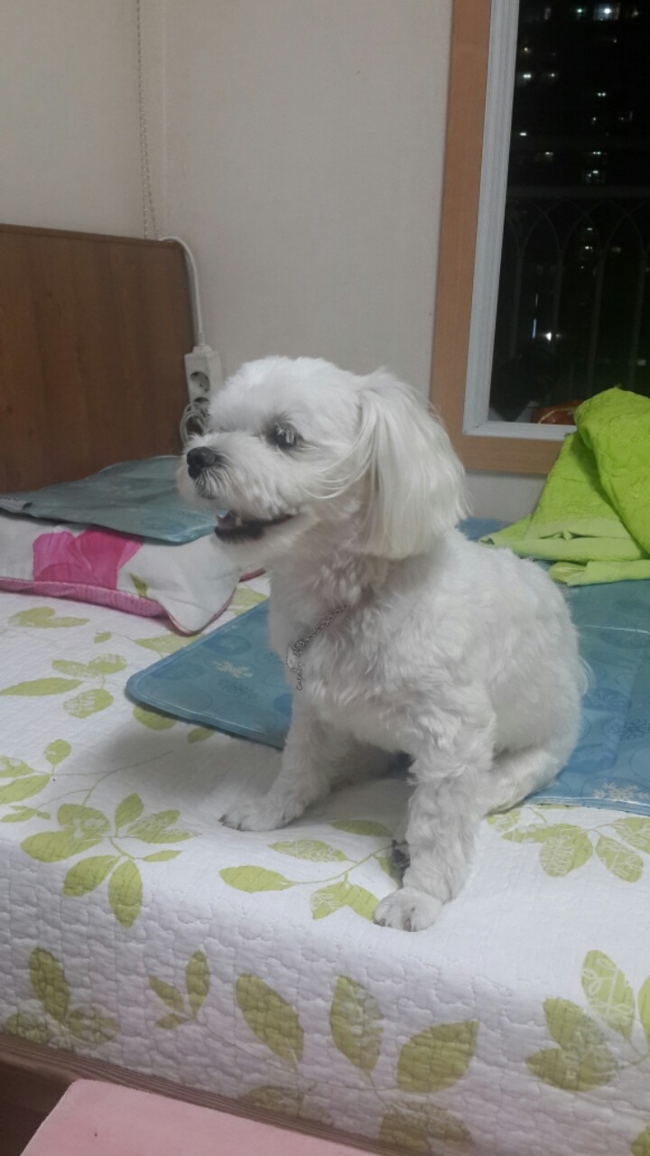 알리에 이미지
