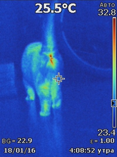 열화상카메라로 촬영한 고양이 | 인스티즈