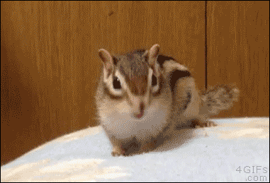 기지개 펴는 다람쥐.gif | 인스티즈
