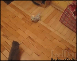 쩌는 고양이들.gif | 인스티즈