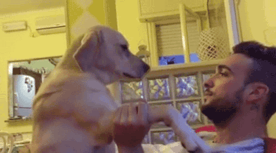 혼나는 멍멍이의 애교 | 인스티즈