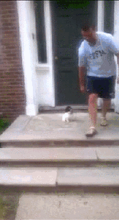 계단이 무서웠던 강아지.GIF | 인스티즈